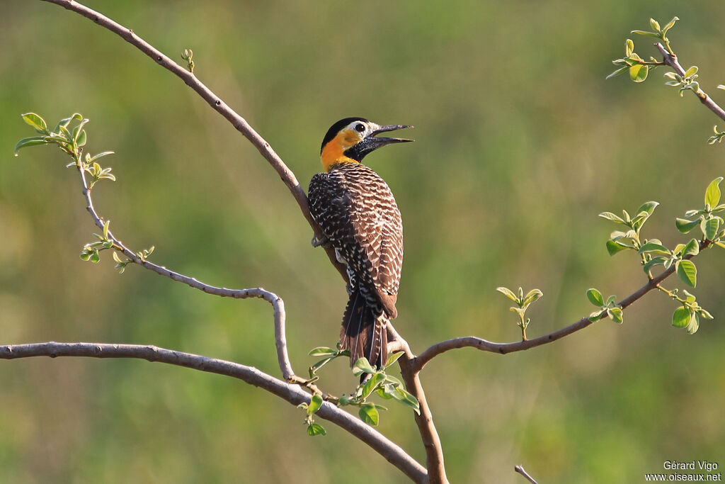 Campo Flicker female adult