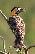 Campo Flicker