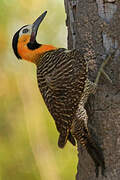 Campo Flicker