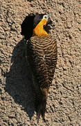 Campo Flicker