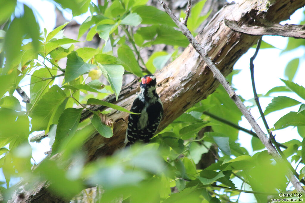 Hairy Woodpecker male adult