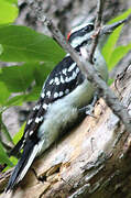 Hairy Woodpecker