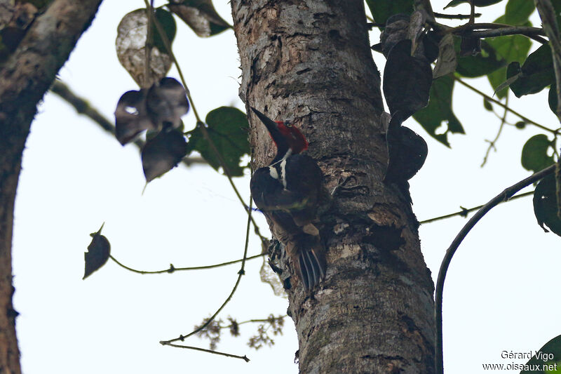 Guayaquil Woodpecker male adult