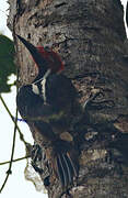 Guayaquil Woodpecker