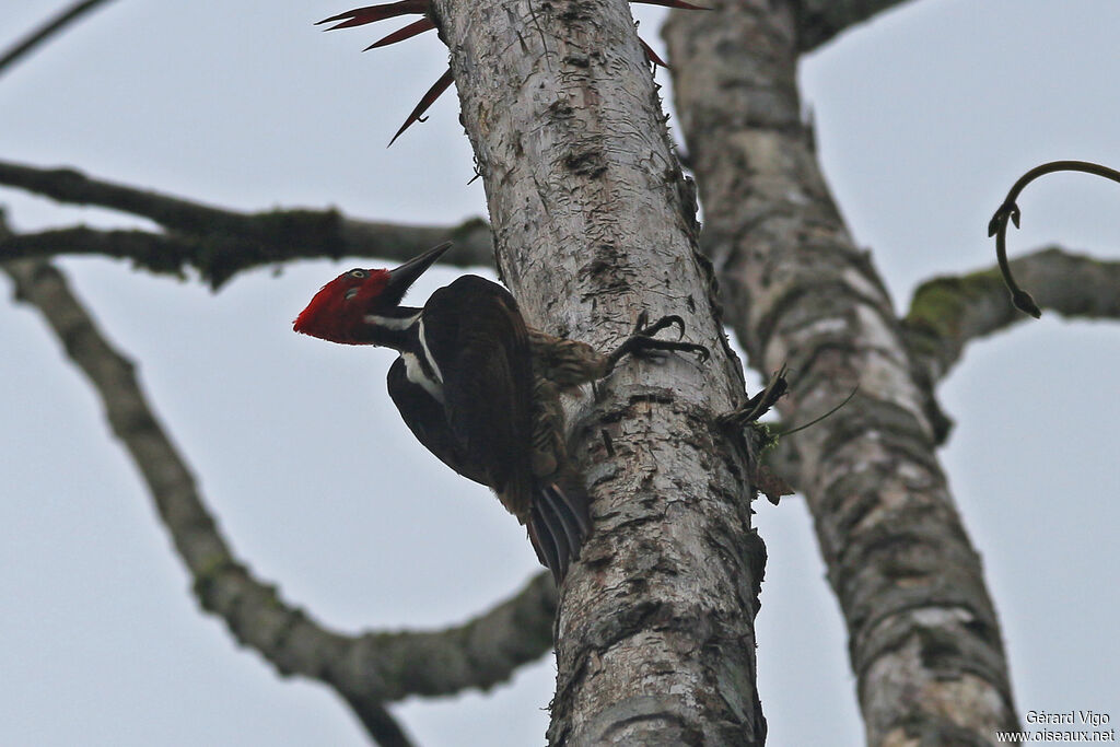 Guayaquil Woodpecker male adult