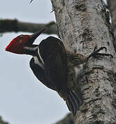 Guayaquil Woodpecker