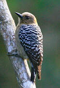 Hoffmann's Woodpecker