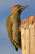 Levaillant's Woodpecker