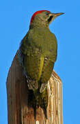 Levaillant's Woodpecker