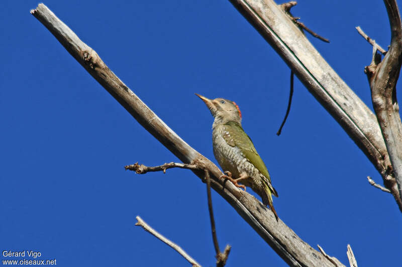 Levaillant's Woodpeckerimmature, identification