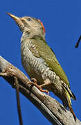 Levaillant's Woodpecker