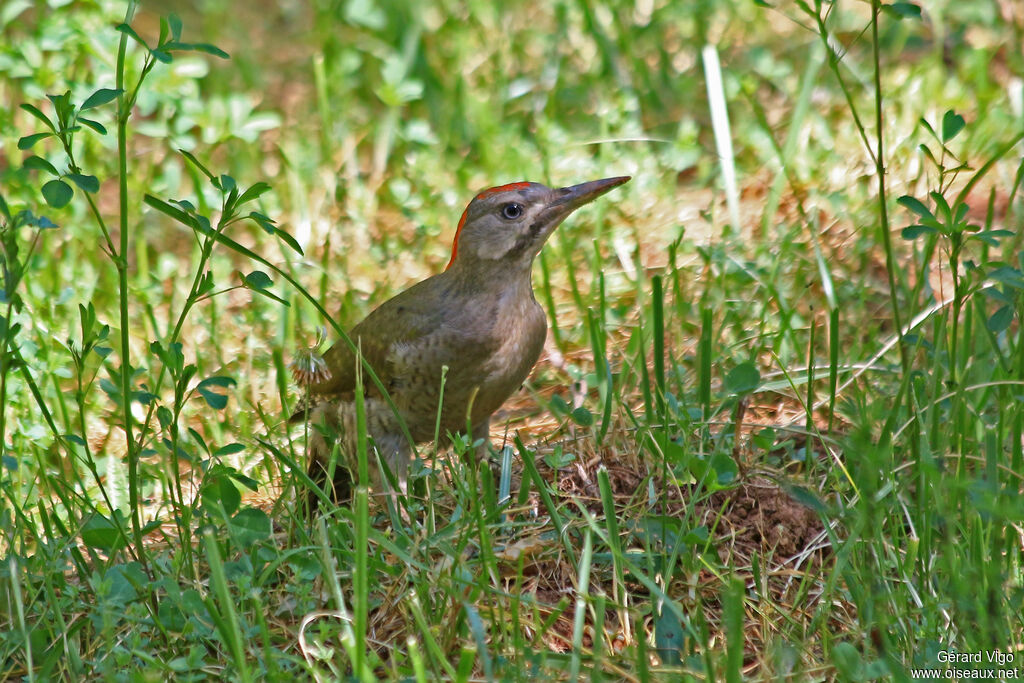 Levaillant's Woodpecker male immature