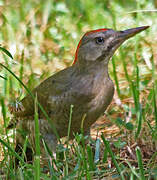 Levaillant's Woodpecker