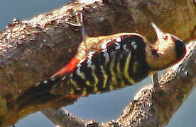 Fulvous-breasted Woodpecker