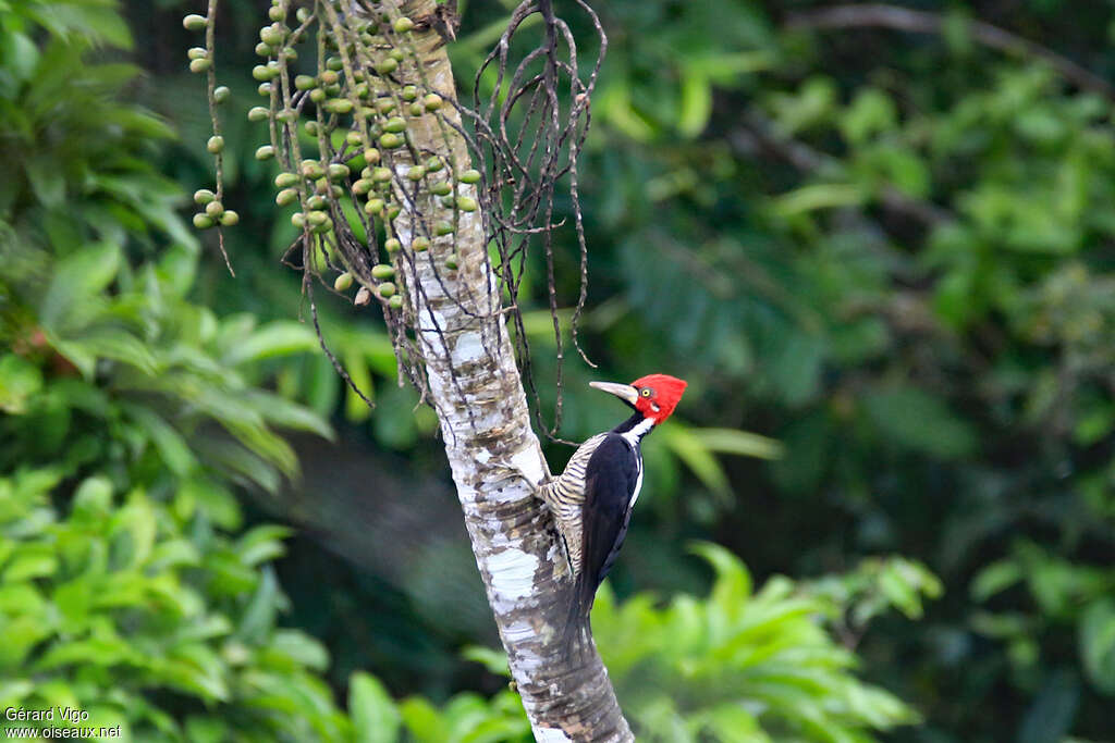 Crimson-crested Woodpecker male adult, habitat, pigmentation