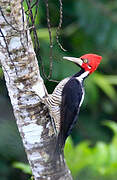 Crimson-crested Woodpecker