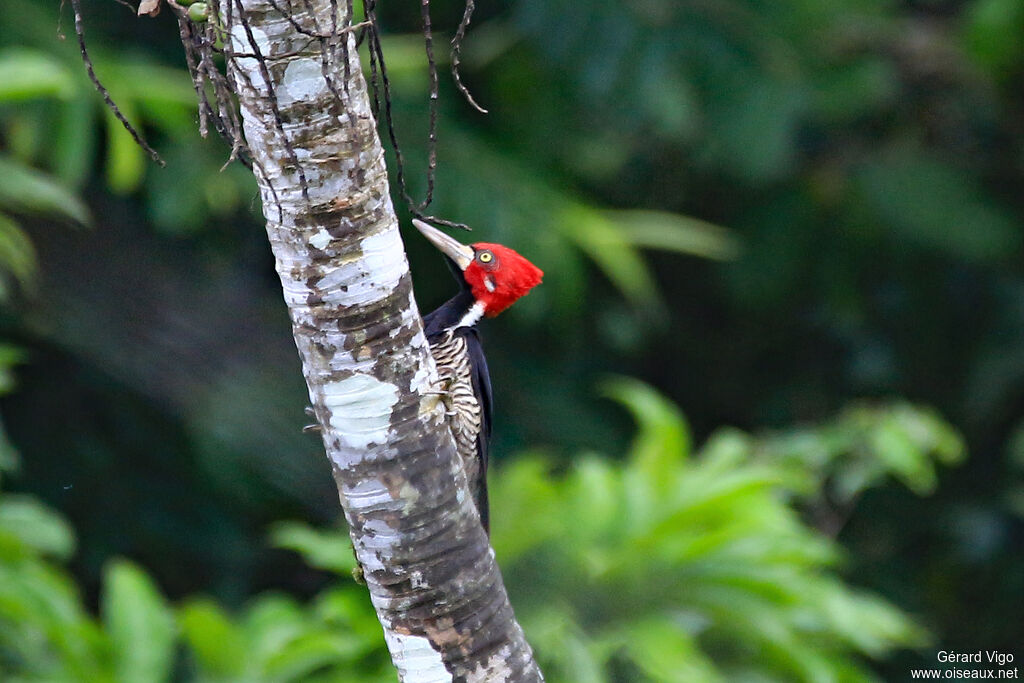 Crimson-crested Woodpecker male adult