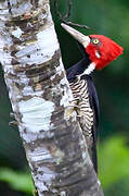 Crimson-crested Woodpecker