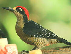 Black-cheeked Woodpecker