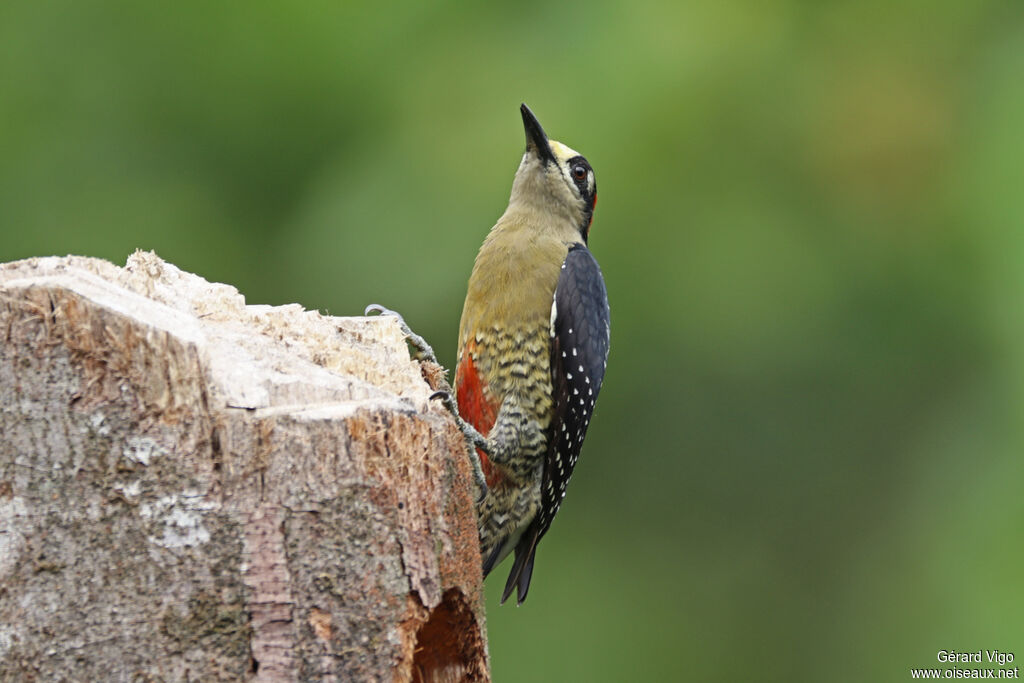 Black-cheeked Woodpecker female adult