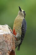 Black-cheeked Woodpecker