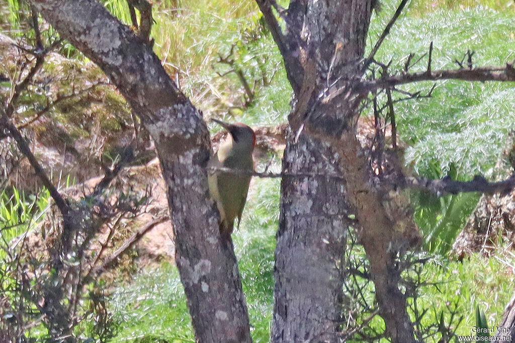 Iberian Green Woodpecker female adult