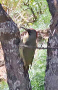 Iberian Green Woodpecker