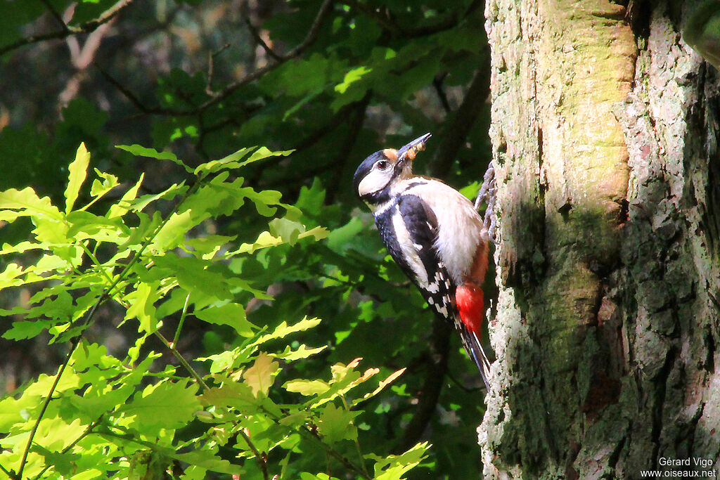 Great Spotted Woodpecker female adult