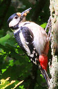 Great Spotted Woodpecker