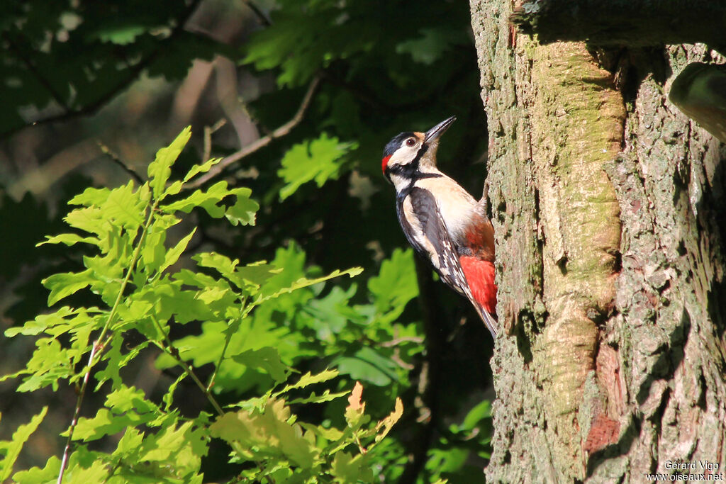 Great Spotted Woodpecker male adult