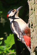 Great Spotted Woodpecker