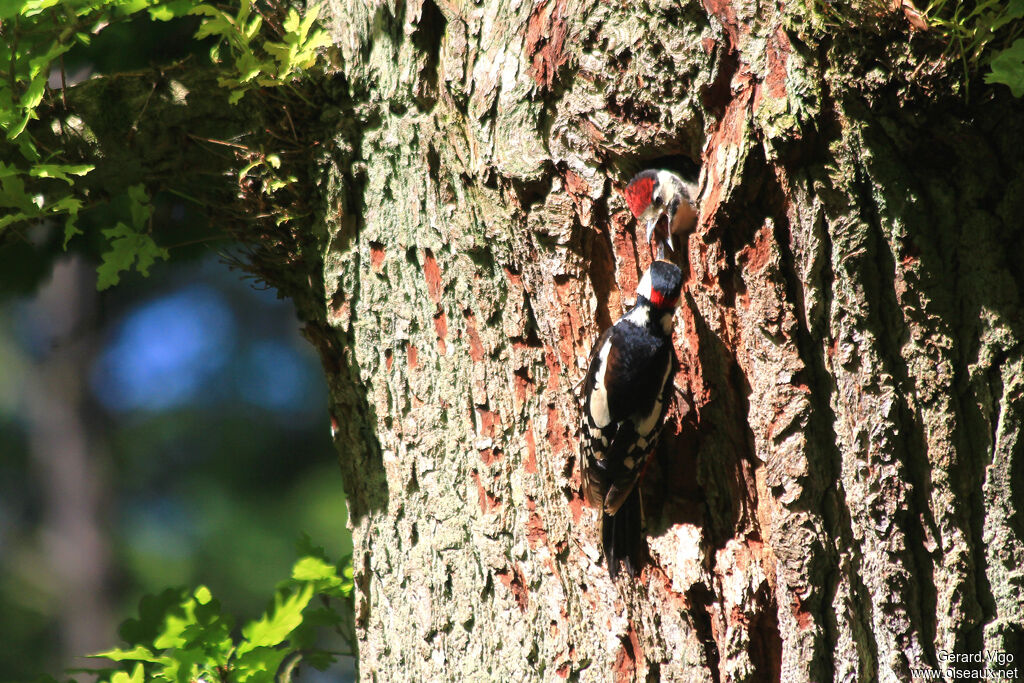 Great Spotted Woodpecker male adult, Reproduction-nesting