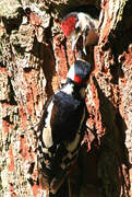 Great Spotted Woodpecker