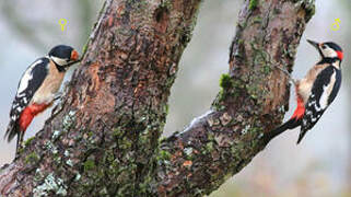 Great Spotted Woodpecker