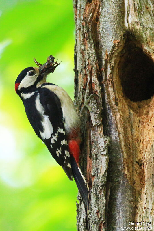 Great Spotted Woodpecker male adult