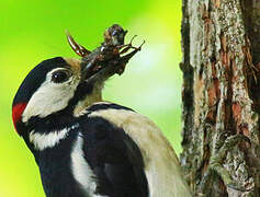 Great Spotted Woodpecker