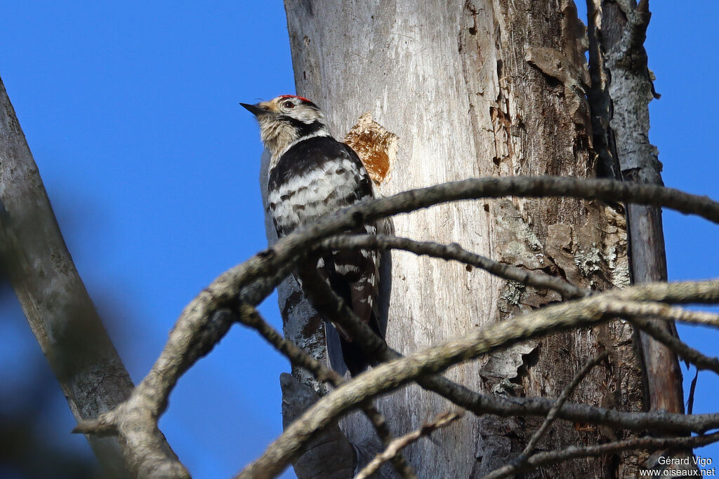 Lesser Spotted Woodpecker male adult