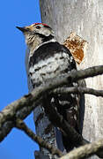 Lesser Spotted Woodpecker