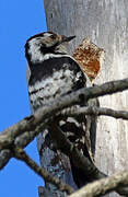 Lesser Spotted Woodpecker