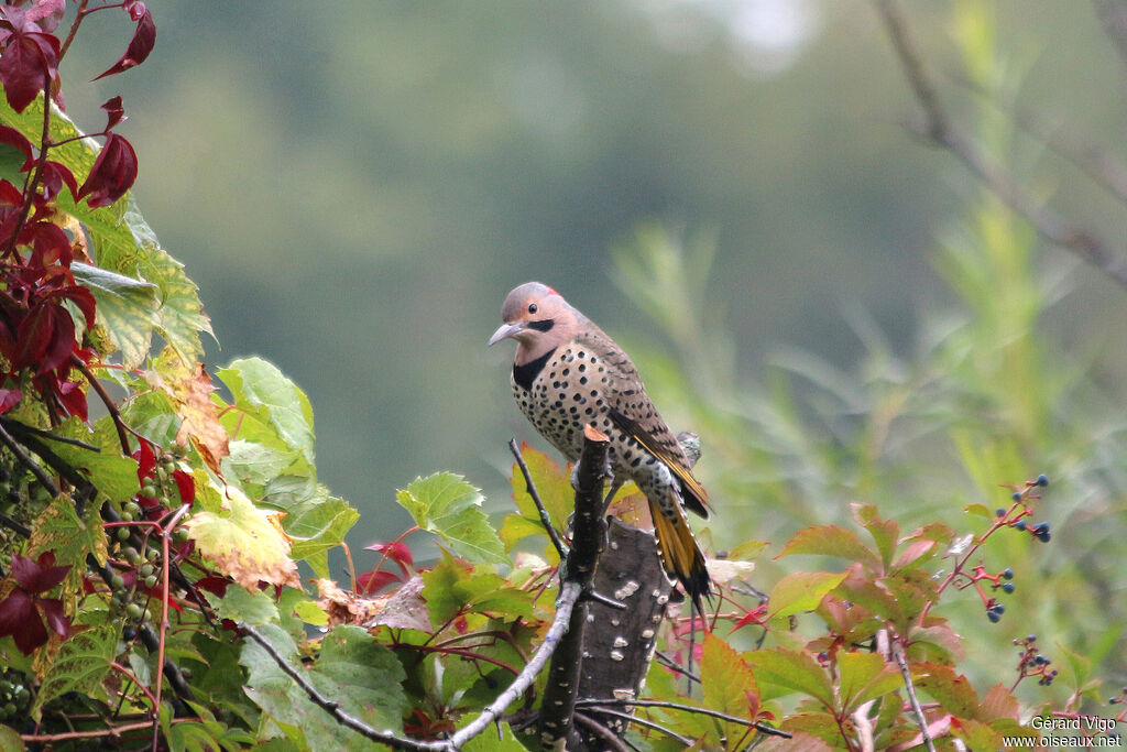 Pic flamboyant mâle adulte