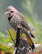 Northern Flicker