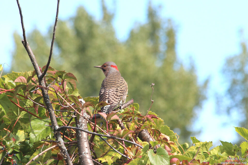 Northern Flicker male adult