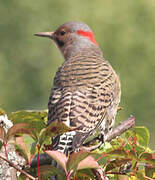 Northern Flicker