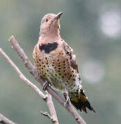 Northern Flicker