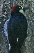 Acorn Woodpecker