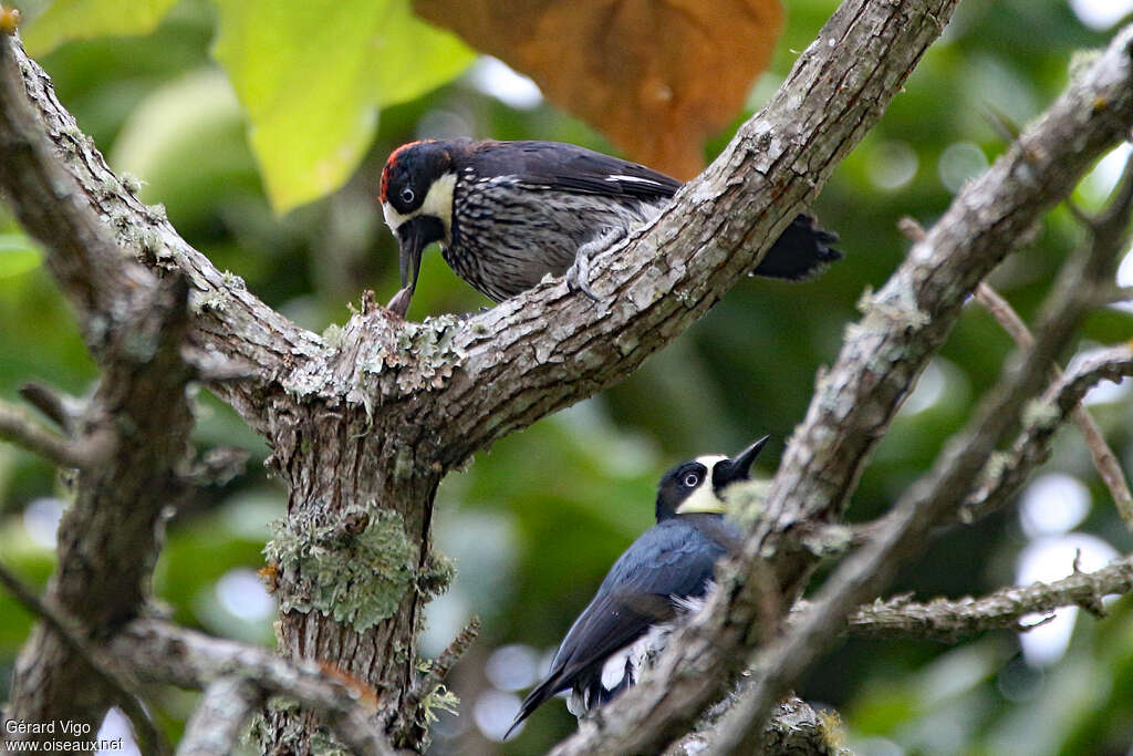 Acorn Woodpeckeradult, eats