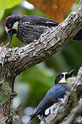 Acorn Woodpecker