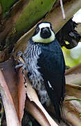 Acorn Woodpecker