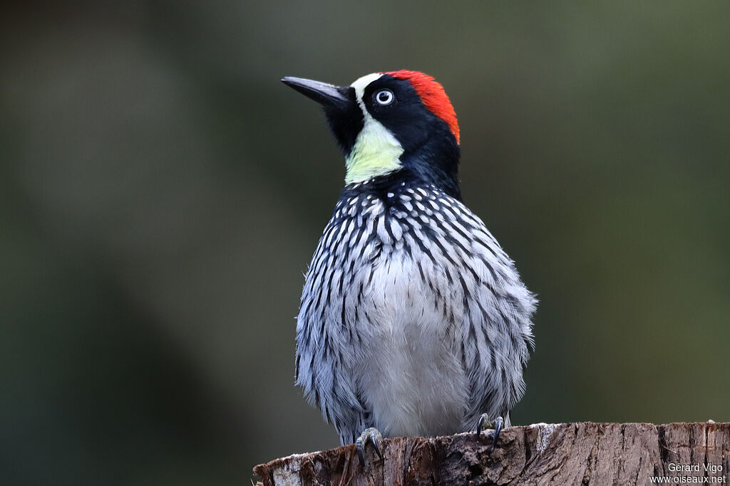 Acorn Woodpecker male adult