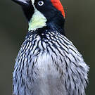 Pic glandivore